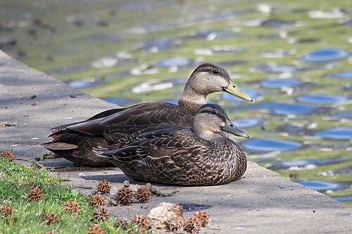 American Black Duck
